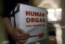 Новаторская операция по пересадке матки Пересадка матки