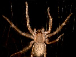 Новости о передвижении паука по различным поверхностям Перемещение паука