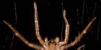 Перемещение паука