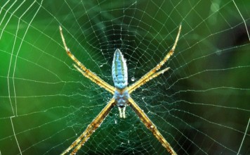 Робот-паук, двигается по паутине (видео) Робот-паук