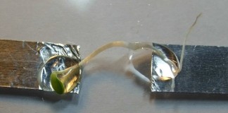 Провод из растения