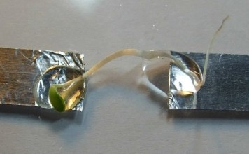 Провод из растения