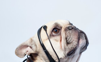 Диалог с питомцем стал возможен благодаря изобретению «No More Woof» ( видео ) переводчик