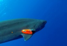 Контроль за акулой