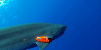 Контроль за акулой