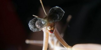 Богомол в очках