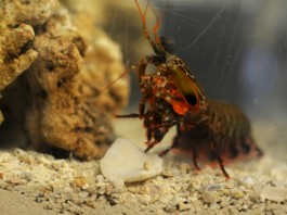 Креветка павлин