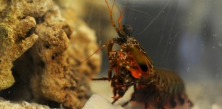 Креветка павлин