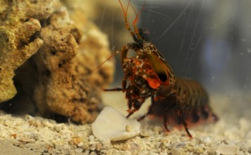 Креветка павлин