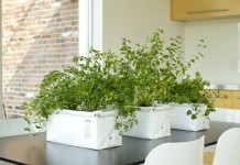 Patch — устройство для выращивания домашних растений и овощей, которое само организует полив patch