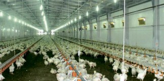 Строительство птичников