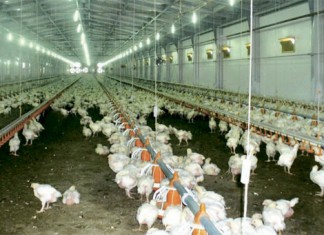 Строительство птичников