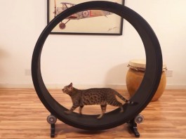 One Fast Cat поможет поддерживать форму домашних питомцев one fast cat