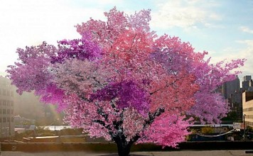 Дизайнер-селектор вырастил на одном дереве до 40 видов фруктовых плодов tree