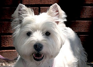 Собака — друг человека!