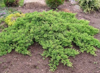 Можжевельник спасет мир