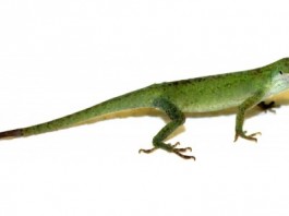 lizardtails