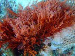 redalgae