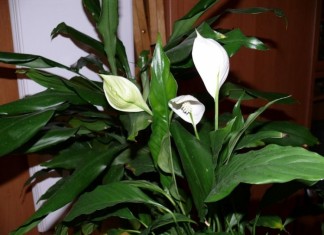 Естественный декор