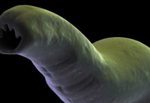 close up of a hook worm