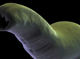 close up of a hook worm