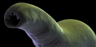 close up of a hook worm