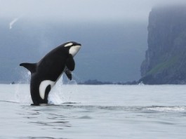 Для контроля поведения касаток используют дронов (видео)