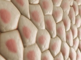 клетки кожи