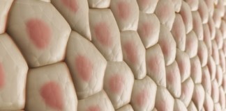 клетки кожи