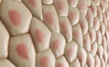 клетки кожи