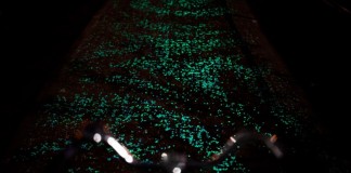 van-gogh-roosegaarde