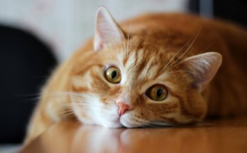 Заботьтесь о своих питомцах!