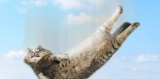 cat-fall