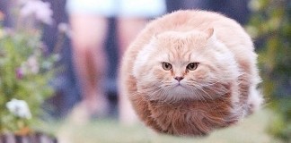 Забавный кот