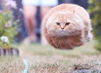 Смеяться легко — можно всегда! Забавный кот