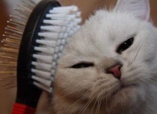 Мы в ответе за них…