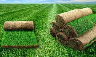 Красота в зелени