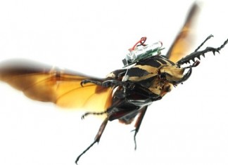 Ученые управляют настоящими жуками при помощи радио-управления (видео) управляемый жук