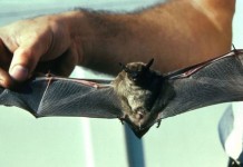 Новое понимание структуры крыльев летучей мыши привело к прорыву в авиации (видео) Bat