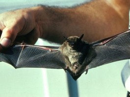 Bat