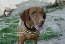 Новый электронный ошейник для дрессировки собаки от Fido (видео) connected-collar