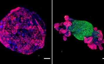 gene-reactivation