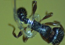 Пневматические микрощупальца могут захватить крошечные объекты, столь же маленькие как муравьи micro-tentacles