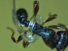 micro-tentacles