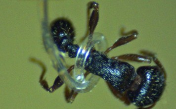 micro-tentacles