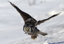 owl-wing