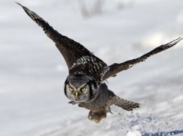 Новый материал на основе тела совы разработан, чтобы уменьшить шум ветряного двигателя owl-wing