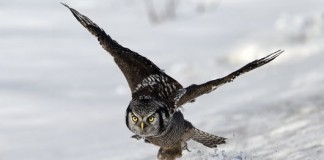 owl-wing