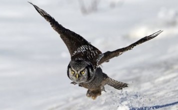 owl-wing