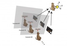 «Связанные мозги» разделяют функции контроля виртуальных конечностей и не только brainets